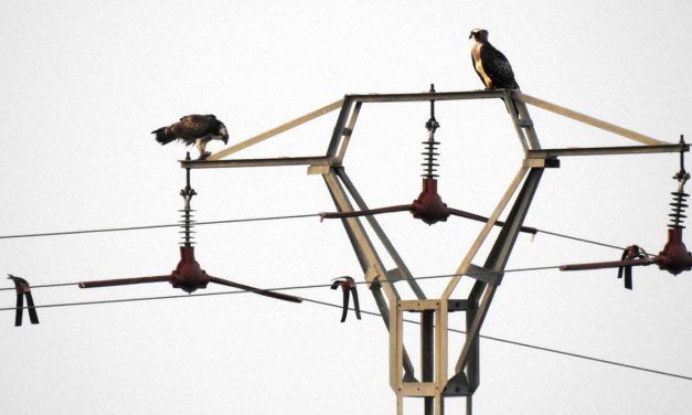 La Comunitat Valenciana corrige en los últimos 4 años más de 10.000 apoyos eléctricos considerados peligrosos para aves